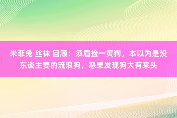 米菲兔 丝袜 回顾:须眉捡一黄狗,本以为是没东谈主要的流浪狗,恶果发现狗大有来头