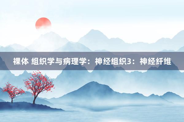 裸体 组织学与病理学:神经组织3:神经纤维